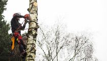 Bild zu Herzog-Seilklettertechnik Baumpflege & Baumfällung