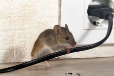 Bild zu Kammerjäger Engel