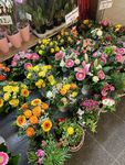 Bild zu Blumenladen Ubhf Alt Mariendorf Cong Tuan Nguyen Einzelunternehmen