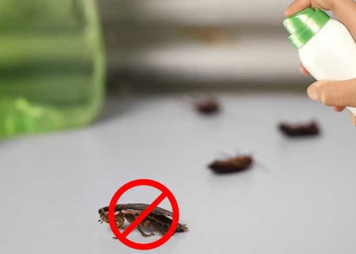 Nutzerbilder Kammerjäger Fast