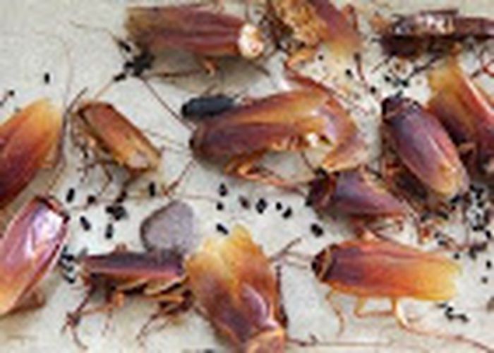 Nutzerbilder Zielony Benedikt