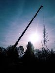 Bild zu Herzog-Seilklettertechnik Baumpflege & Baumfällung
