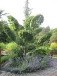 Bild zu Ahrens Gartenpflege und -Gestaltung GmbH Garten- und Landschaftsbau