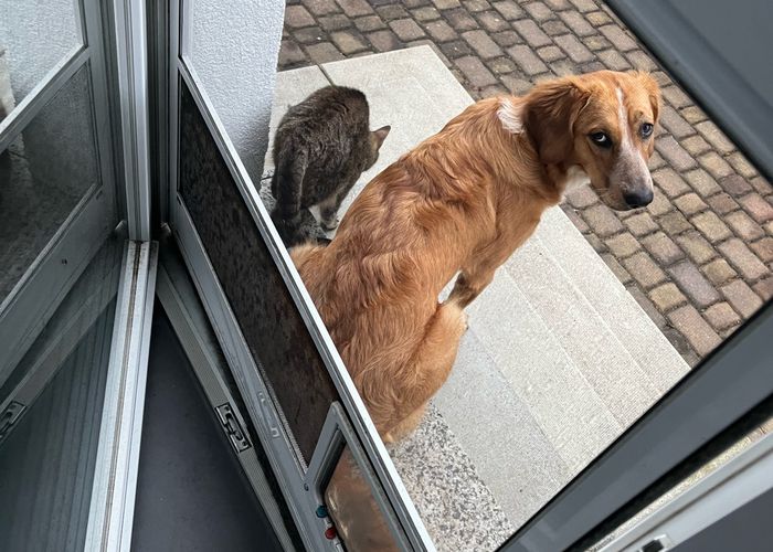 Nutzerbilder Hundeschule Claudia Lutz