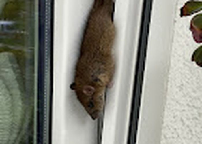 Nutzerbilder Kammerjäger ELF